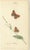 Jardine & Lizars, Cabinet-Size Butterfly, 1835, Paper Engravings, Set of 6 For Sale - Image 7 of 9