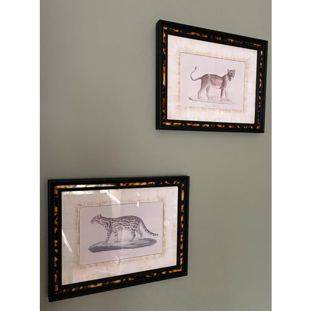 Luxury pair of framed natural history prints. Made by high-end designer brand John-Richard. This listing includes print...