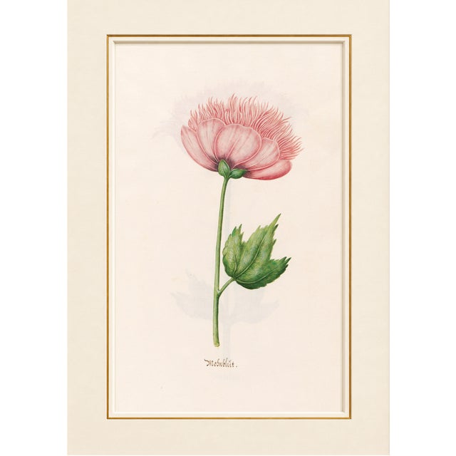 Atelier Aria Lumae Magdalena Rosina Funck Style Botanical Miniature Passe Partout Prints Complete 30 Piece Set A4 For Sale - Image 9 of 18