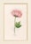 Atelier Aria Lumae Magdalena Rosina Funck Style Botanical Miniature Passe Partout Prints Complete 30 Piece Set A4 For Sale - Image 9 of 18