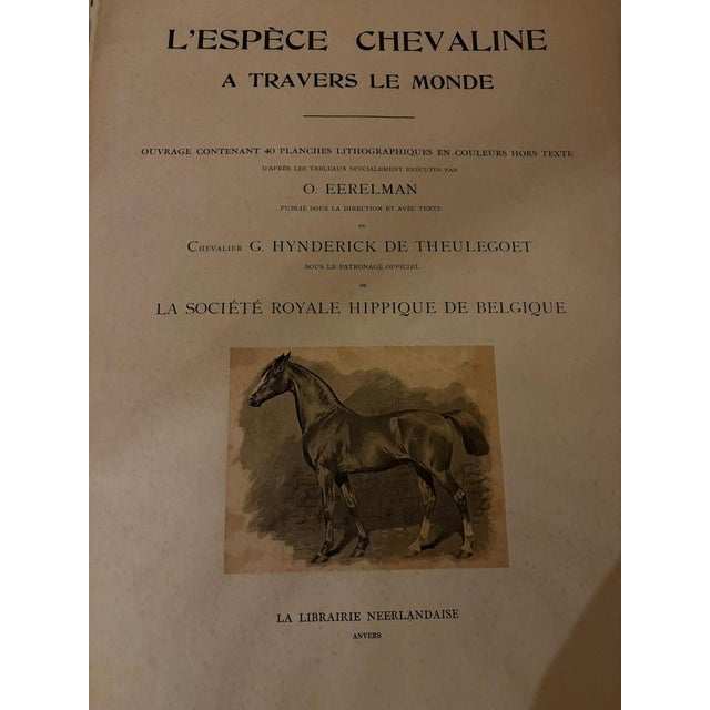 After Eerelman, Suffolk Punch Horse Portrait, 1898, Lithograph For Sale - Image 9 of 10