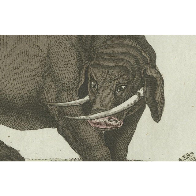 Copper Bertuch, Elephant and Mysterious Sukotyro, 1800, Engraving For Sale - Image 8 of 9