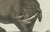 Copper Bertuch, Elephant and Mysterious Sukotyro, 1800, Engraving For Sale - Image 8 of 9