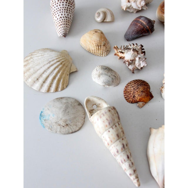 Shabby Chic Vintage Collected Seashell Collection For Sale - Image 3 of 17