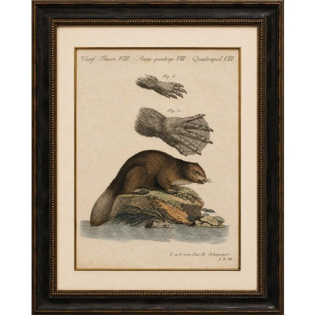 Title: antique beaver with webbed feet engraving – bertuch, c. 1792 original antique hand-colored copper engraving...