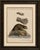 Title: antique beaver with webbed feet engraving – bertuch, c. 1792 original antique hand-colored copper engraving...