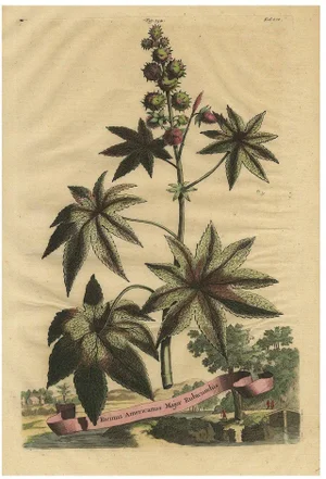 Castor Oil Plant, 1696, Paper