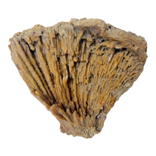 Fossilized Coral Specimen For Sale