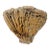 Fossilized Coral Specimen For Sale