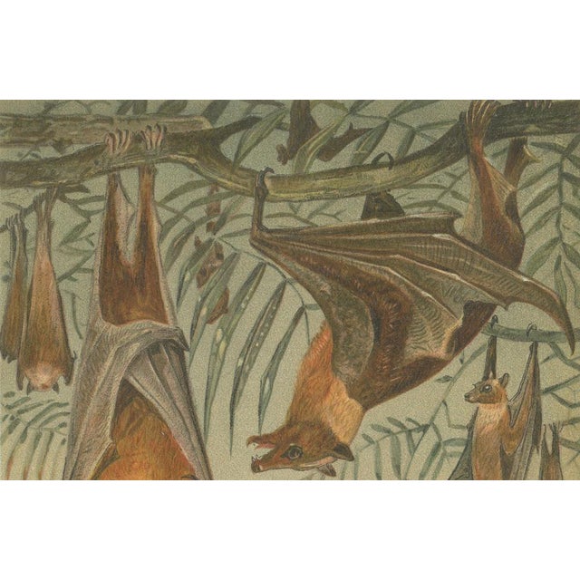 Paper After Wilhelm Kuhnert, Fruit Bats Nocturnal Mammals, 1894, Paper For Sale - Image 7 of 9