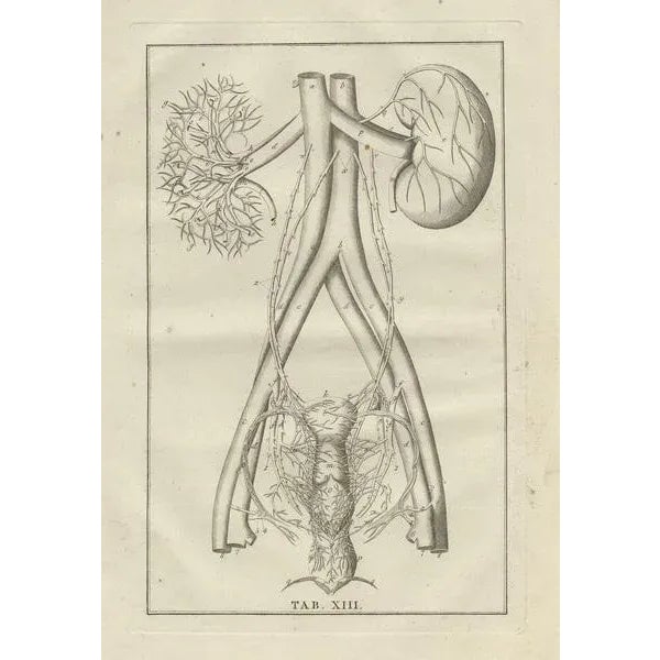 Bartolomeo Eustachi, Anatomy Illustration of the Endocrine System Showing Kidneys, Uterus, 1798, Print For Sale - Image 3 of 5