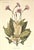 French 1883 Set of 2 Antique French Botanical Lithographs-Revue Horticole For Sale - Image 3 of 7