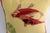 Vibrant Pair of Koi Fish Hand Embroidered Pillow Covers 21" Square, Good Fortune For Sale - Image 9 of 10