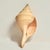 Early 21st Century Large Syrinx Aranus Shell Specimen For Sale - Image 5 of 10