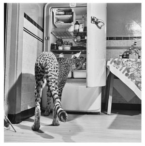 Hungry Cheetah' Unframed Archival Pigment Print