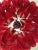 Murano Italian Murano Chandelier – Mazzega – 53 Red Lattimo Glass Petals For Sale - Image 4 of 6