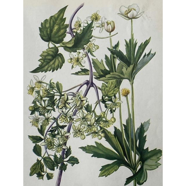 Marsh Marigold and Anemone Canadensis Botanical Double Page Print For Sale - Image 4 of 7