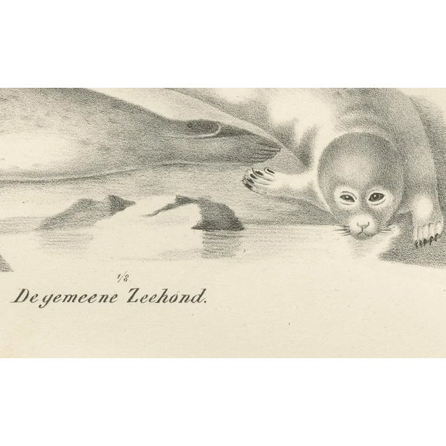 Seals and Elephant Seals in Arctic and Marine Habitat, 1836, Lithograph For Sale - Image 4 of 10