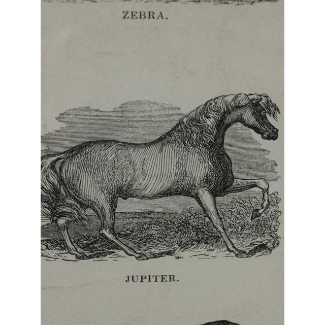 Webb & Millington, The Panorama of Horses, 1850, Engraving For Sale - Image 10 of 18