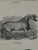 Webb & Millington, The Panorama of Horses, 1850, Engraving For Sale - Image 10 of 18