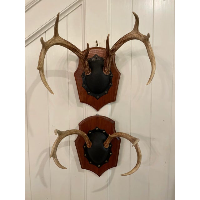 Mid 20th Century Vintage Trophy Mount Antlers Pair For Sale - Image 12 of 12