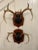 Mid 20th Century Vintage Trophy Mount Antlers Pair For Sale - Image 12 of 12