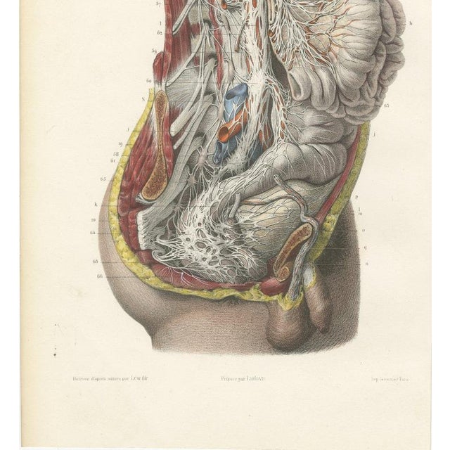 19th Century Hirschfeld and Leveille, the Nervous System of the Whole Body, Hirschfeld Double Folding Plate, 1866, Paper For Sale - Image 5 of 12