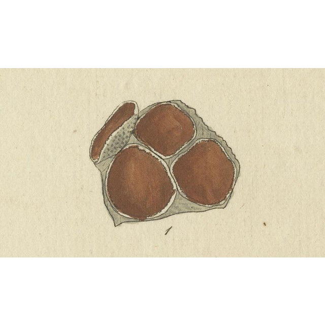 F. Guimpel, Parmelia Saxatilis, 1819, Engraving on Paper For Sale - Image 4 of 7