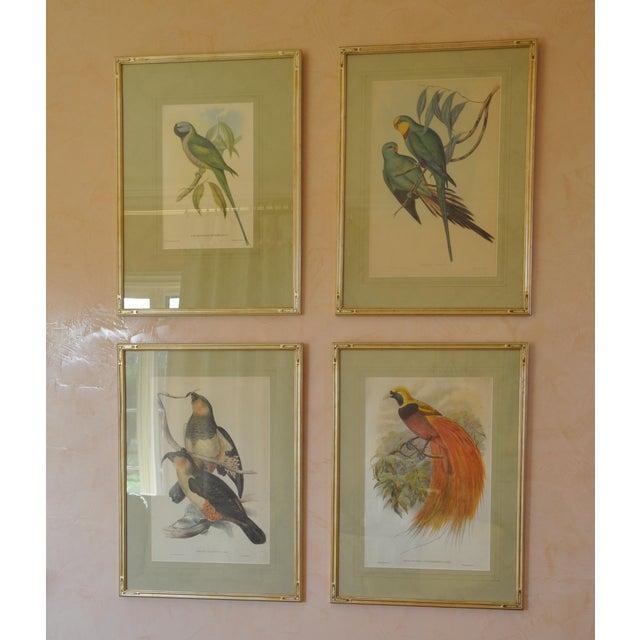 Mid 19th Century Original 19th-Century John Gould “Paradisaea Intermedia” Hand-Colored Lithograph For Sale - Image 5 of 9