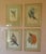 Mid 19th Century Original 19th-Century John Gould “Paradisaea Intermedia” Hand-Colored Lithograph For Sale - Image 5 of 9
