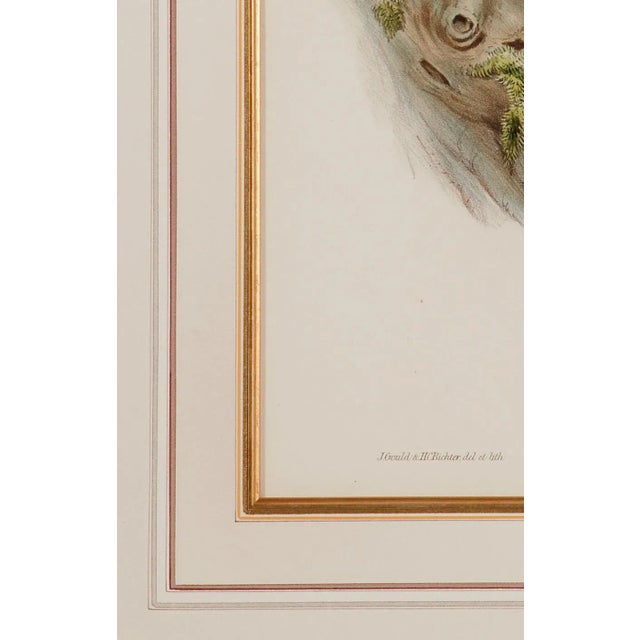 Mid 19th Century Barn Owl Family: A Framed Original 19th C. Hand-Colored Lithograph by John Gould and Henry Constantine Richter, 1862-1873 For Sale - Image 5 of 6
