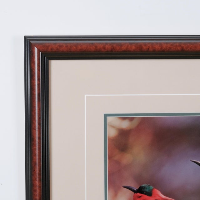 Contemporary 1991 Thomas Mangelsen "The Perch - Carmine Bee-Eaters" Hand Signed Collectors Limited Edition 515/950 Museum Mounted Framed Color Photograph For Sale - Image 3 of 8