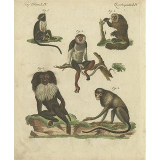 F.J. Bertuch, Monkeys, 1800, Paper For Sale