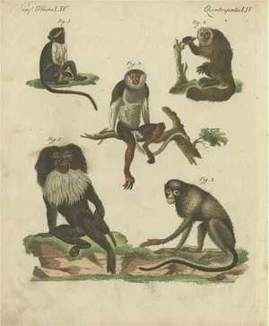 F.J. Bertuch, Monkeys, 1800, Paper