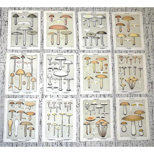 Authentic Antique American Mushroom Color Lithographs - Set of 12 For Sale - Image 10 of 10