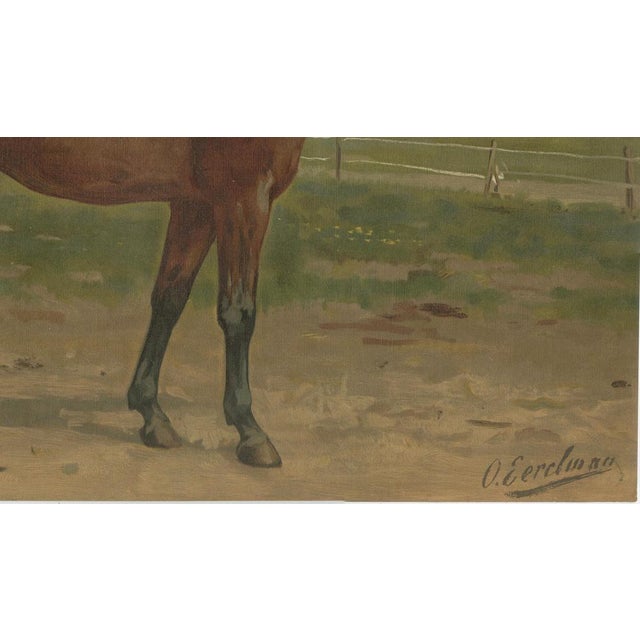 After Eerelman, East Prussian Trakehner Horse Portrait, 1898, Lithograph For Sale - Image 6 of 12