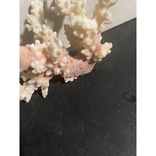 Shell 5” Natural Stony Coral Specimen From the Scleractinia Order For Sale - Image 7 of 9