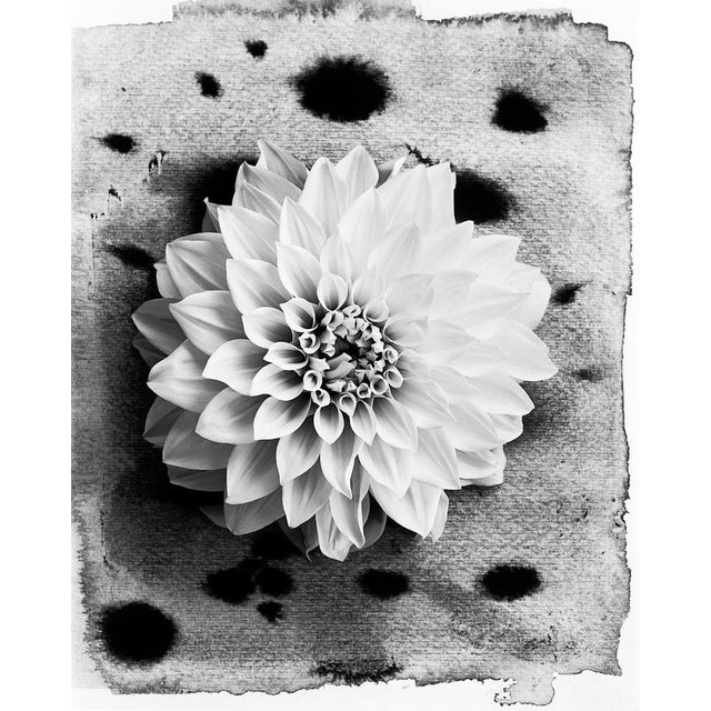 Dahlia on Ink #3' 2023 Black and white floral film photography combination with ink painting. Made using a large format...