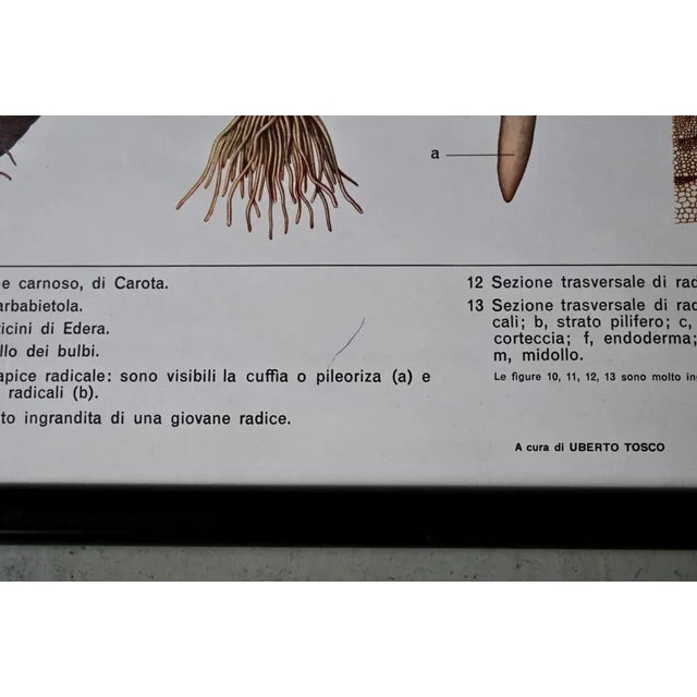 Vintage Biology Poster, 1963 For Sale - Image 6 of 11