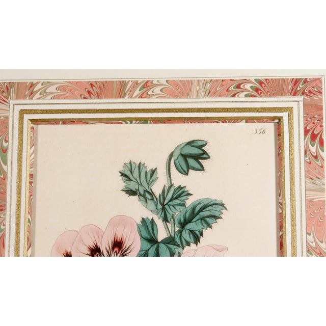Antique Botanical Prints of Geranium by Robert Sweet For Sale - Image 14 of 18