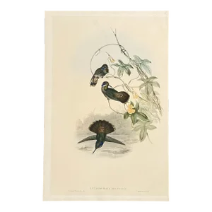 John Gould, H.C. Richter 19th Century Hand-Colored Lithograph of Hummingbirds