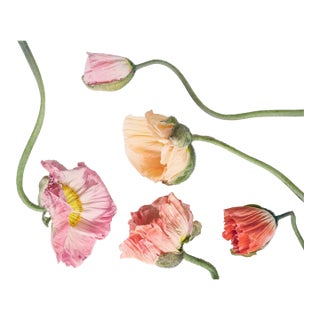 5 Color Pastel Poppies For Sale