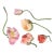 5 Color Pastel Poppies For Sale