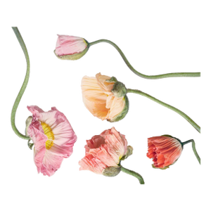 5 Color Pastel Poppies