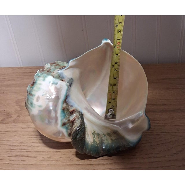Green Large 7" Polished Green Turban Shell Marmoratus 4" Opening Pristine For Sale - Image 8 of 8
