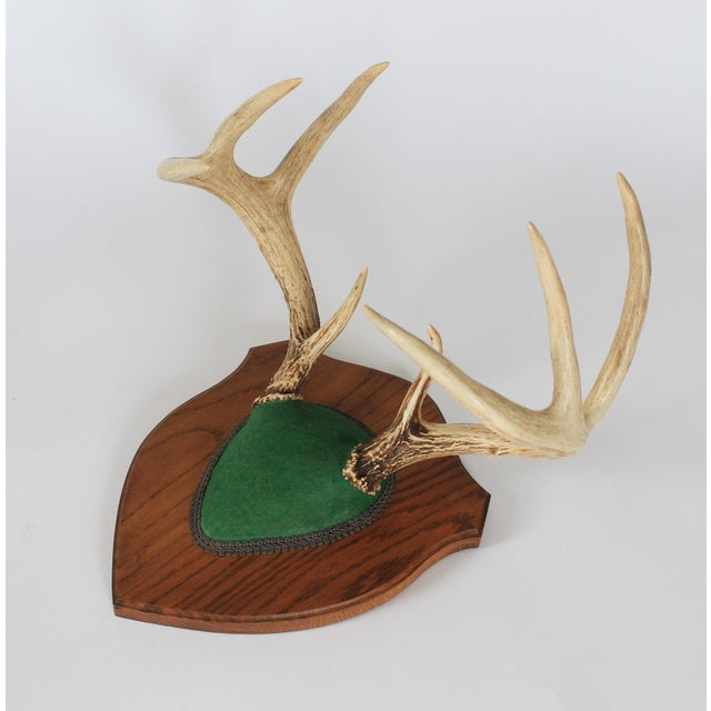 Farmhouse Vintage Eight Point Whitetail Deer Antler Plaque For Sale - Image 3 of 7