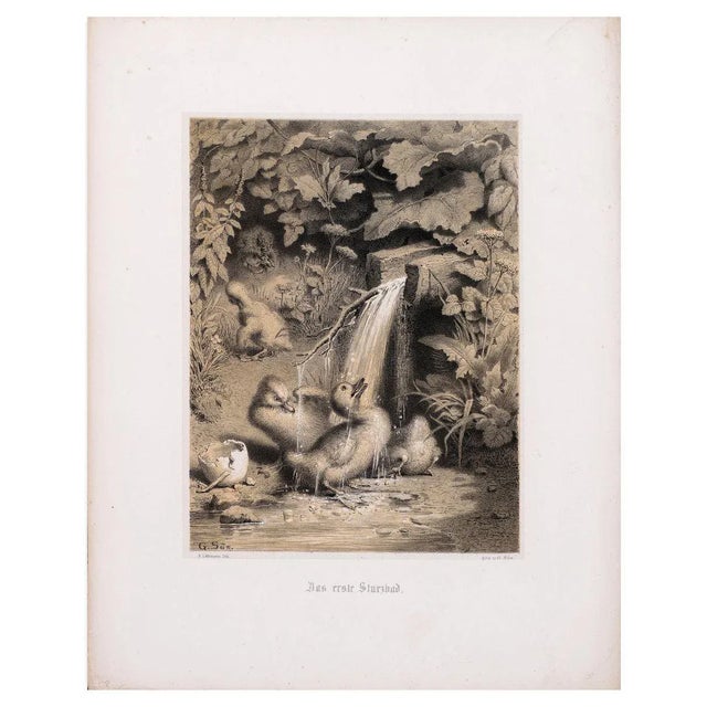 Image dimensions: 20,5 x 15,5 cm A Little Duckling is an adorable lithograph printed on poussins rigid paper. Signed on...