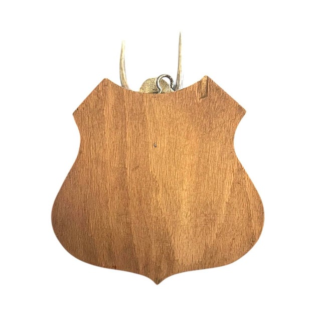 Vintage Black Forest German Trophy Mounted Roe Deer Antlers on Shield Back Wooden Plaque For Sale In Dallas - Image 6 of 6