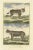 Antique print titled '1. The Cougar, 2. The Linx'. Handcolored engraving of a puma and lynx. This print originates from...