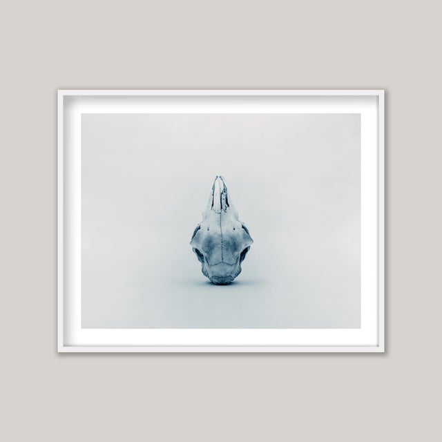 The skull of a sheep, isolated against a plain backdrop. Rendered in monotone with a subtle cyan tint, it is a stark yet...